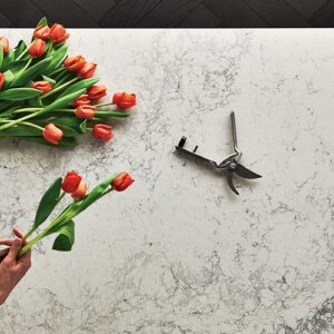 Person arranging tulips on a Caesarstone Montblanc quartz countertop.