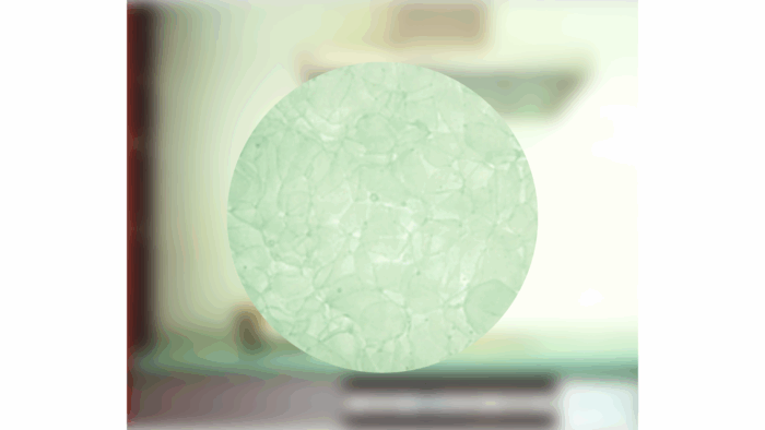 7-c8354120-505c-11ed-a46e-631004c499f8 Worktop Glass Magna Glaskeramik Green (polished) (fallback-6175)