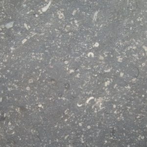 Belgium Fossil Limestone