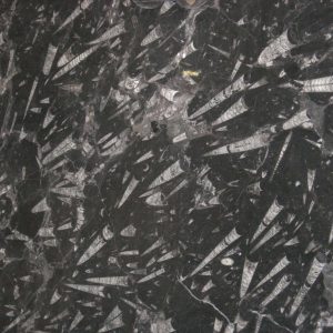 Black Fossil Marble