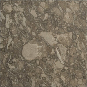 Brown Fossil Marble